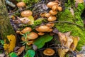 Sheathed woodtuft mushrooms on a dead tree covered with moss Royalty Free Stock Photo