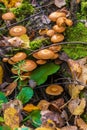 Sheathed woodtuft mushrooms on a dead tree covered with moss Royalty Free Stock Photo