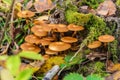 Sheathed woodtuft mushrooms on a dead tree covered with moss Royalty Free Stock Photo