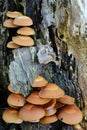 Sheathed Woodtuft mushrooms on willow stump Royalty Free Stock Photo