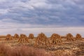 Sheaves of corn on an agricultural field. Fodder base for cattle. Making hay for the winter. Background