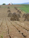 Sheaves of corn stalks Royalty Free Stock Photo