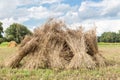 Sheaves of corn standing upright as group Royalty Free Stock Photo