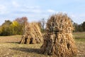 Sheaves of dry corn stalks Royalty Free Stock Photo