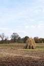 Sheaves of dry corn stalks