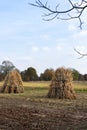 Sheaves of dry corn stalks