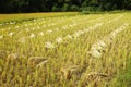 Closeup of a rice field with sheaves of grain in diagonal rows stretching to the horizon Royalty Free Stock Photo