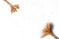 Sheaves of golden wheat and rye ears, dry yellow cereals spikelets on light white background, closeup, flat lay, top view