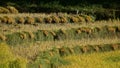 Sheaves of harvested paddy stalks