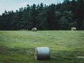 sheaves of hay lying on a mown field by the forest Royalty Free Stock Photo