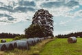 sheaves of hay lying on a mown field by the forest Royalty Free Stock Photo