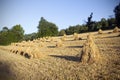 Sheaves of oats on the field Royalty Free Stock Photo