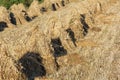 Sheaves of oats on the field Royalty Free Stock Photo