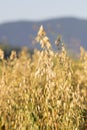 Sheaves of oats on the field Royalty Free Stock Photo