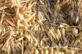 Sheaves of oats texture Royalty Free Stock Photo