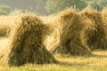 Sheaves of rye Royalty Free Stock Photo