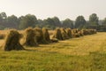 Sheaves of rye Royalty Free Stock Photo