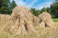 Sheaves of rye standing at cornfield Royalty Free Stock Photo