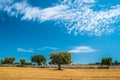 Sheaves of straw, Apulia region