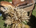 Sheaves of wheat and the baked country bread.