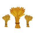 Sheaves of wheat on white background.