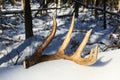 Shed Antler From Canadian Whitetail Deer Buck Royalty Free Stock Photo