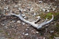 Shed antler of a deer on the ground among dry pine needles and leaves near Chernobyl Exclusion Zone, Ukraine