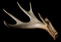 Shed antler from a Whitetail Deer Isolated on Black Close Up Royalty Free Stock Photo