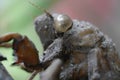 Closeup of Cicada Shell Hanging Onto a Tree Royalty Free Stock Photo