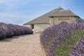 Lavender field Lavandula angustifolia, under a blue sky