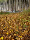 Damp leaf litter on forest floor, late fall impressions