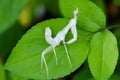 Shed Praying Mantis skin on green leaf. nature, insect Royalty Free Stock Photo