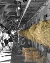 Shed Row at Horse Haven, Saratoga