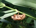 Shed Skin of Brood X Periodical Cicada Royalty Free Stock Photo