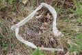 Shed skin of living snake after moulting