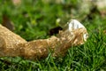 The shed skin of a snake after molting called Snakeskin Royalty Free Stock Photo