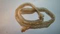 Shed snake skin isolated on a white background. Snake molting .