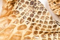 Shed snakeskin closeup Royalty Free Stock Photo