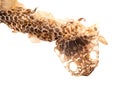 Shed snakeskin detail. Where the head and eyes were. Rather monstrous. Isolated on white background.