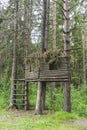 Shed on a tree in the forest Royalty Free Stock Photo