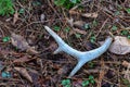 Shed whitetail deer antler on forest floor