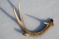Shed Whitetail Deer Antler in Snow Royalty Free Stock Photo