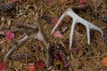 Shed Whitetail Deer Antlers in Pine Needles