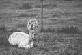 Shedded Alpaca in chewing action