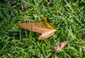 Shedded leaf isolated on green grass Royalty Free Stock Photo