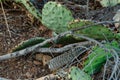 Shedded rattlesnake skin underneath a cactus
