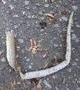 Shedded snake skin on the pavement