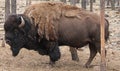 Shedding Bison Royalty Free Stock Photo