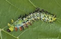 Shedding Cecropia Caterpillar Royalty Free Stock Photo