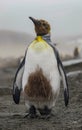 Shedding King Penguin.